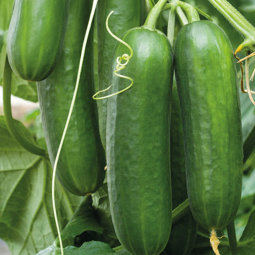 Cucumber MiniCrisp F1 Seeds Image 1