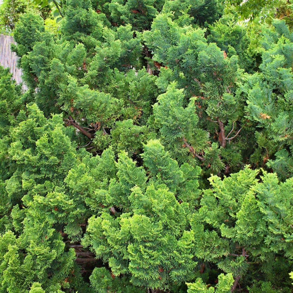 Thompson and Morgan Chamaecyparis Obtusa Nana Gracilis Plant Pot 7.5L Image 2