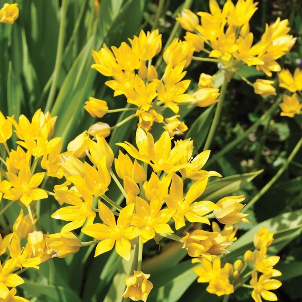 Thompson and Morgan Allium Collection Planting Bulb 200 Pack Image 5