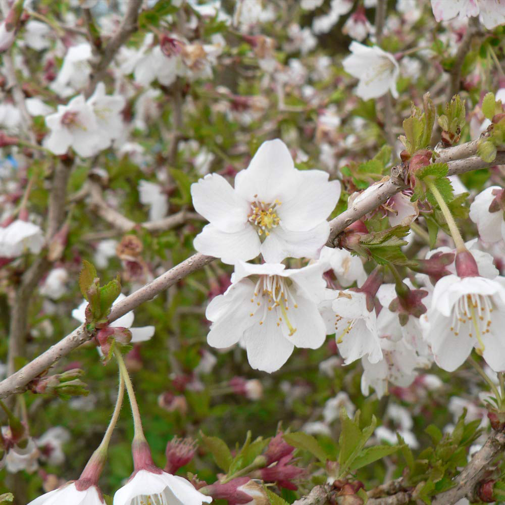 Thompson and Morgan Prunus Incisa Kojou-No-Mai Potted Plant 2 Pack Image 3
