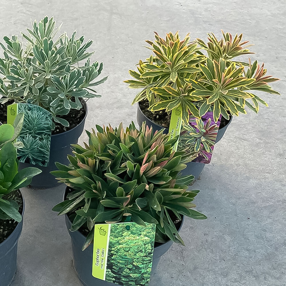 Euphorbia Mix Image 3
