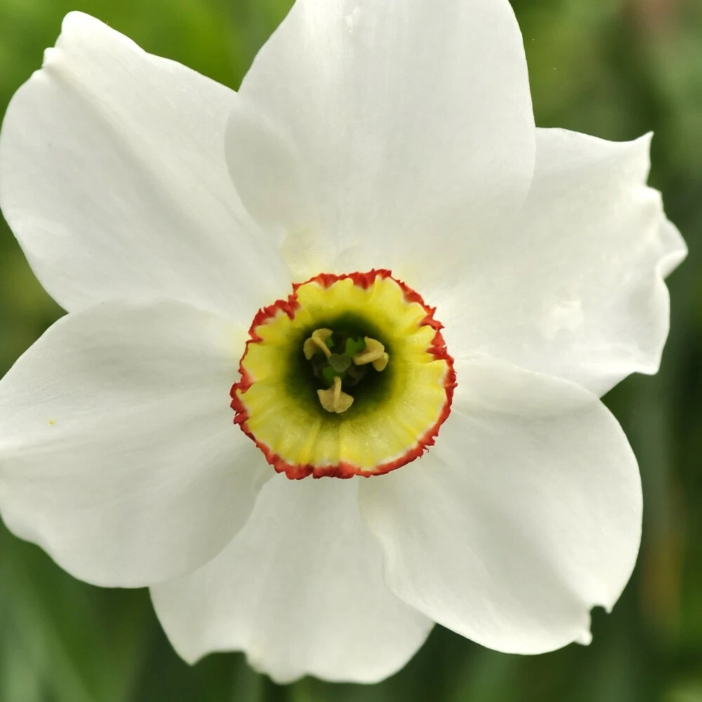Thompson and Morgan Daffodil Sagana Spring Planting Bulb 8 Pack Image 4