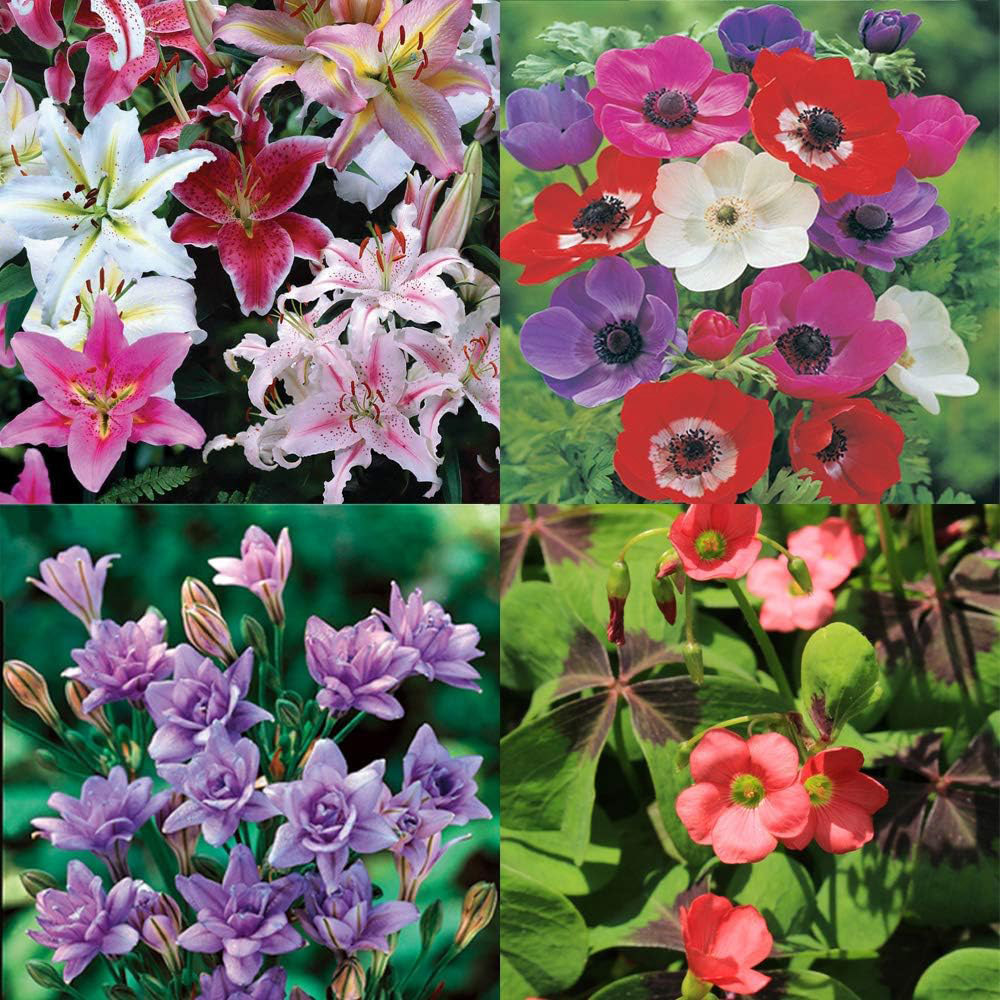 Thompson & Morgan Crazy Colour Collection Planting Bulb 50 Pack Image 1