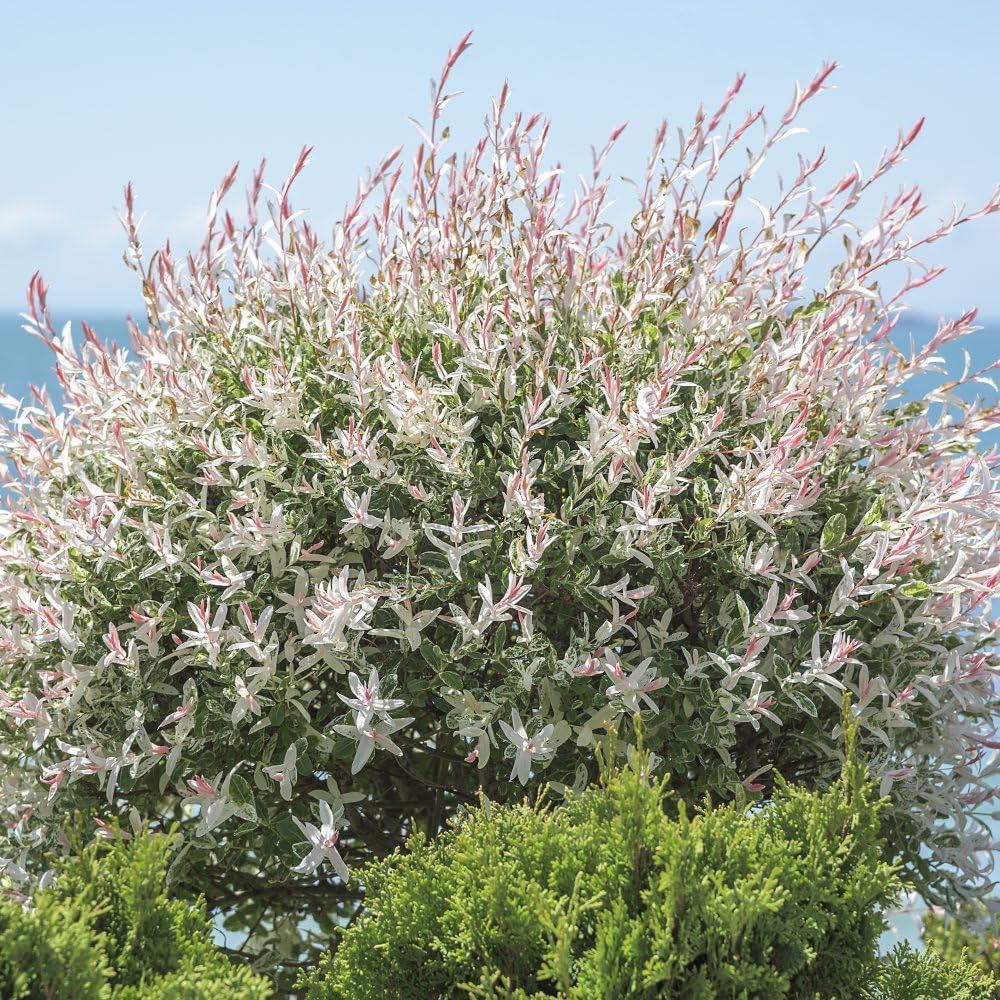 Thompson and Morgan Salix Flamingo Standard 17cm Plant Pot 2 Pack Image 2