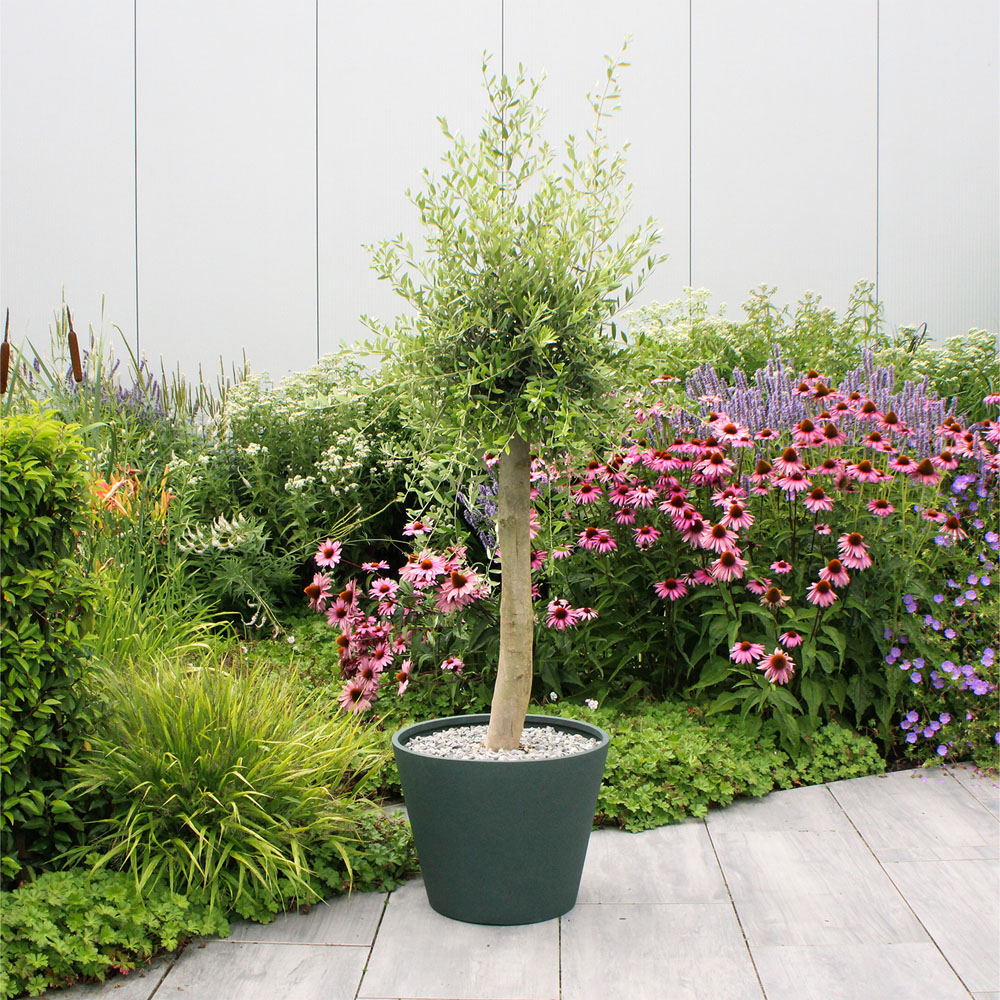 Mediterranean Olive Tree - Green Image 6