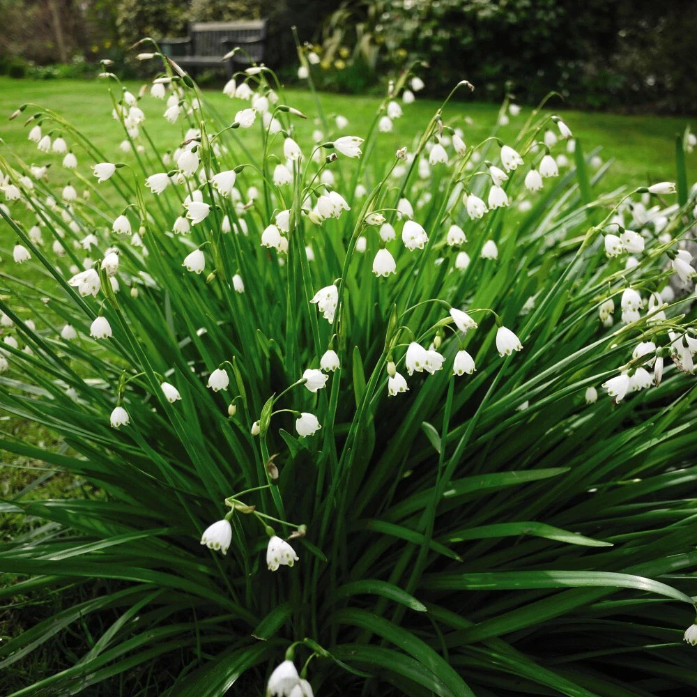 Thompson and Morgan Leucojum Aestivum Summer Snowflake Autumn Planting Bulb 12 Pack Image 2