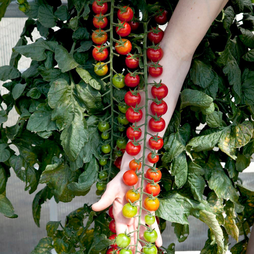 Thompson & Morgan Tomato Rapunzel Seeds Image 2