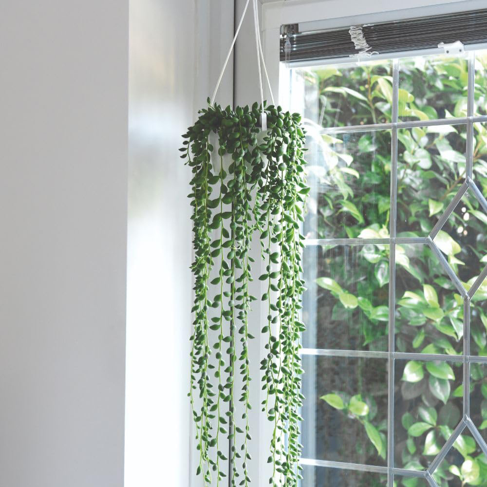 Thompson and Morgan String of Pearls Hanging Basket 14cm 2 Pack Image 1