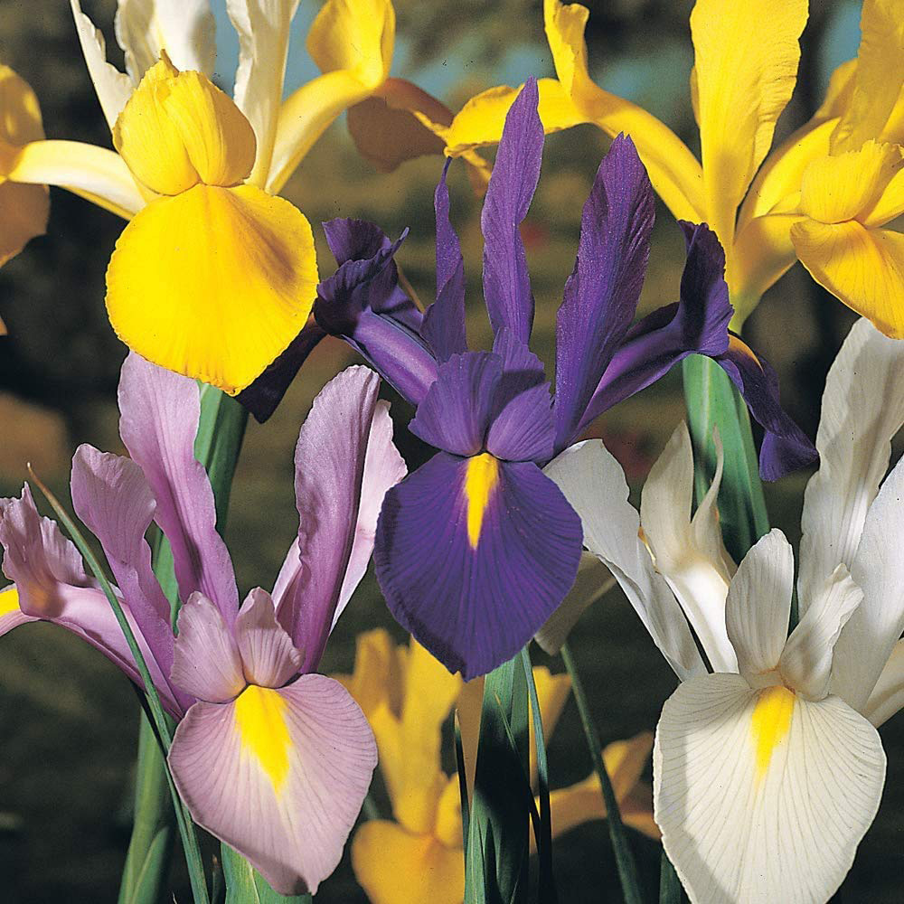 Thompson and Morgan Iris Dutch Mixed Bulbs Size 06/07 100 Pack Image 1