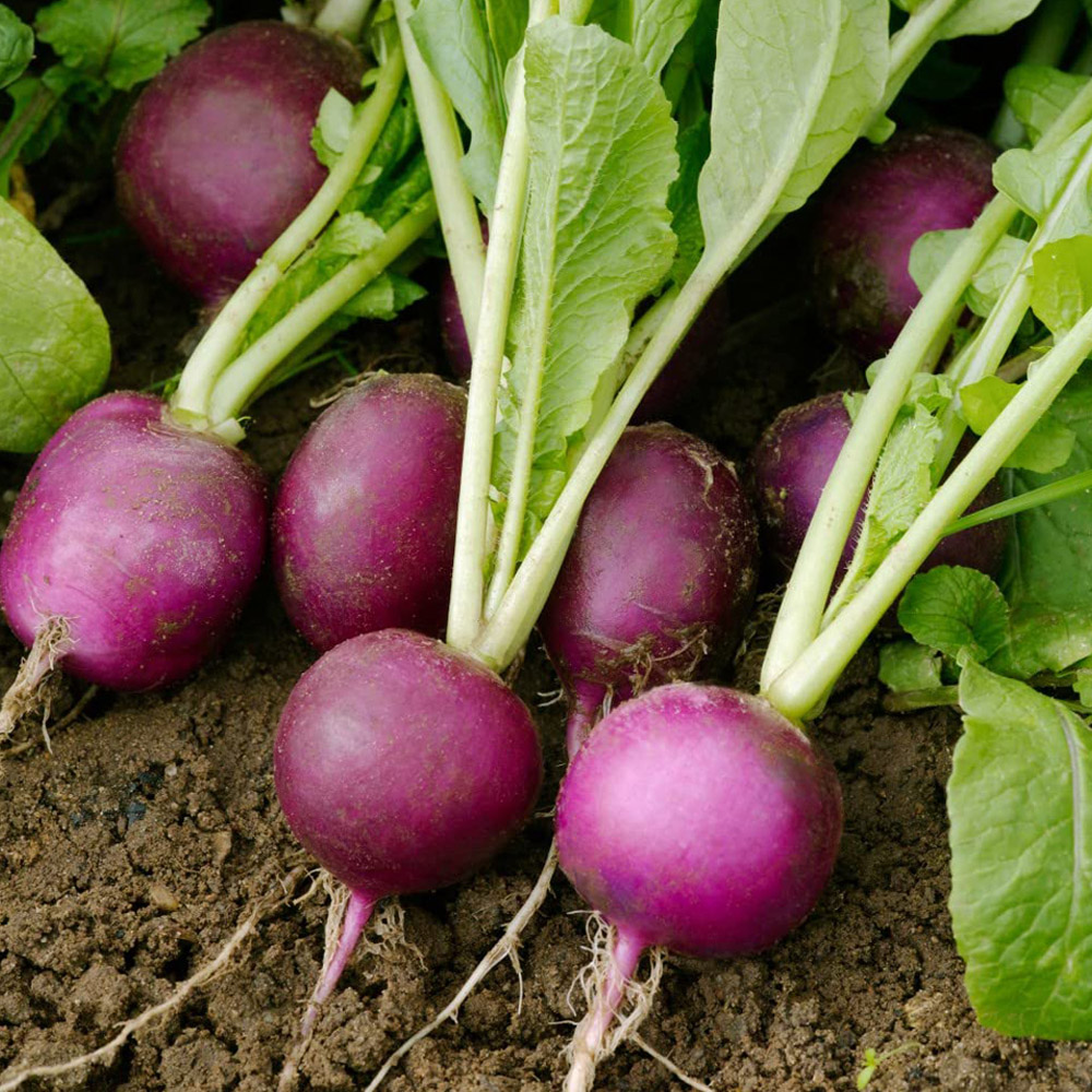 Thompson and Morgan Radish Amethyst Seeds Image 1