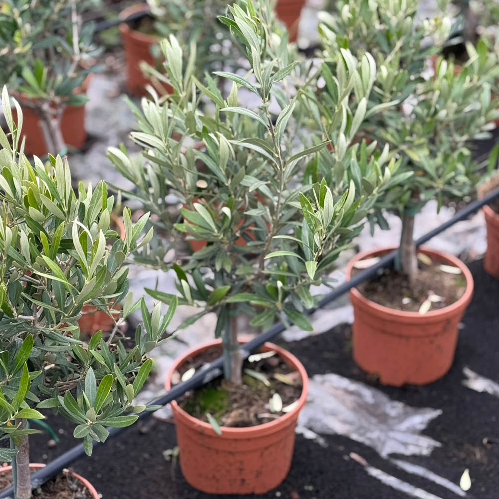 YouGarden Mini Olive Standard Tree in Pot Image 2