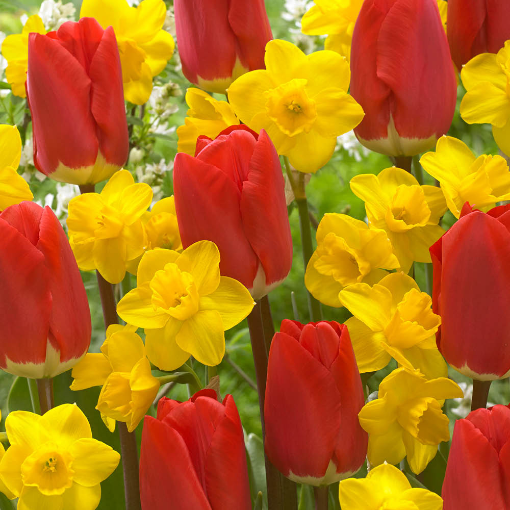 YouGarden Tete a Tete Collection Tulip and Narcissus Planting Bulb 100 Pack Image