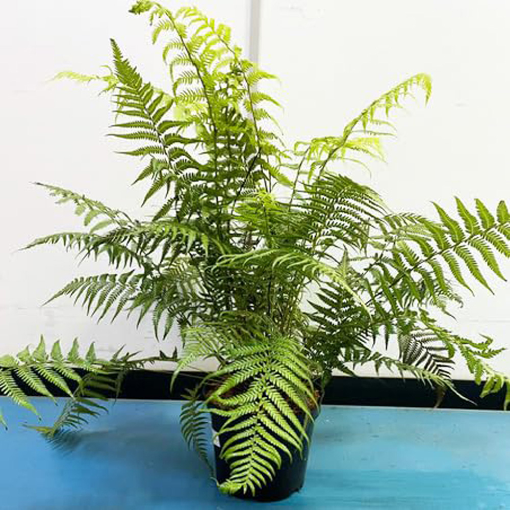 Thompson and Morgan Dicksonia Antarctica Australian Fern Tree Pot 10L 2 Pack Image 2