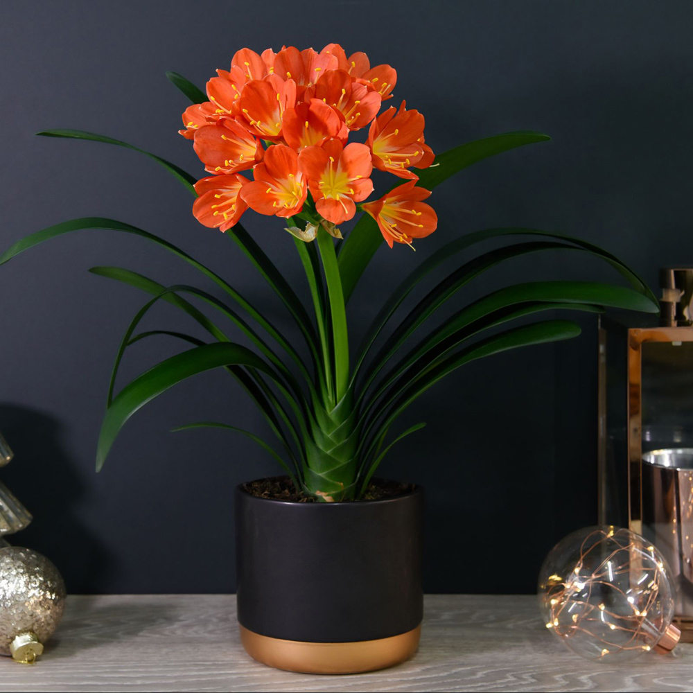 Thompson and Morgan Christmas Gift Clivia Miniata Plant Pot 13cm Image 1