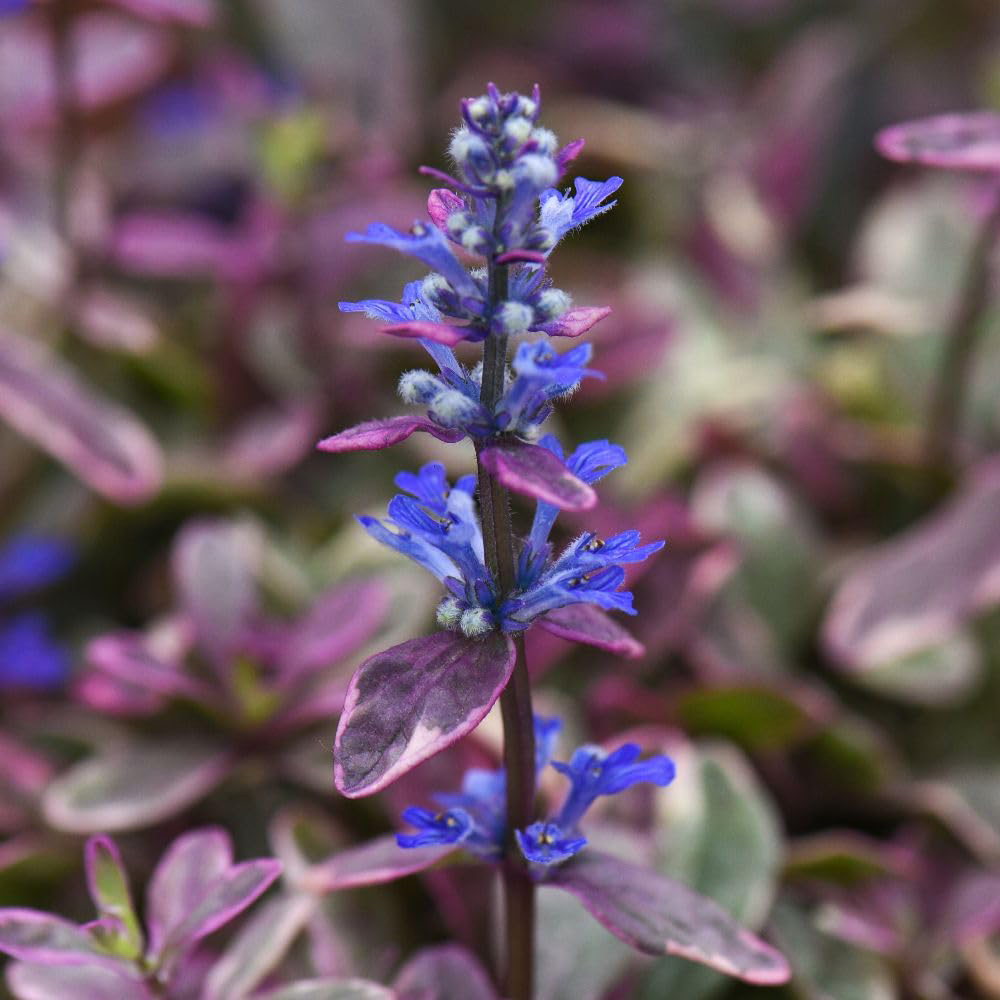 Thompson & Morgan Ajuga Tenorei Princess Nadia Plant Pot 3L Image 1