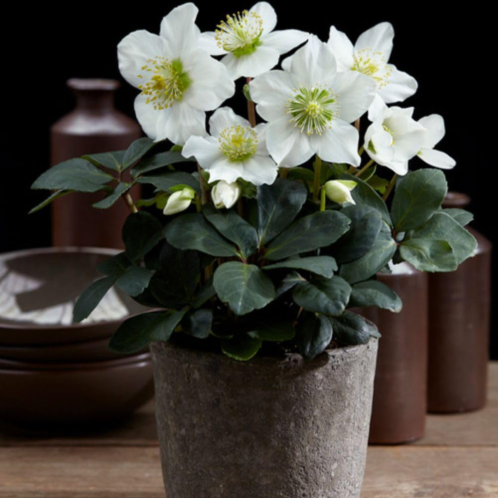 Thompson and Morgan Christmas Gift Helleborus Christmas Carol Plant Pot 12cm Image 6