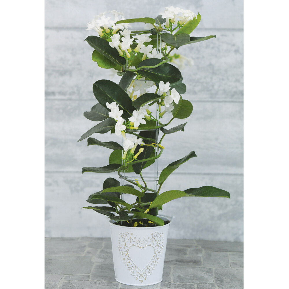 Thompson and Morgan Christmas Gift Stephanotis Floribunda Plant in Zinc Cachepot 12cm Image 2