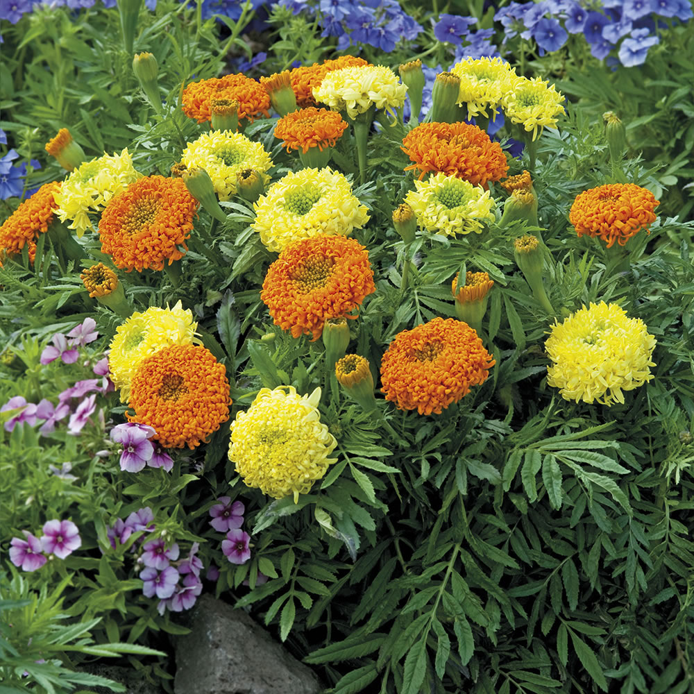 Johnsons Seeds Marigold African Spinning Wheels Image 1