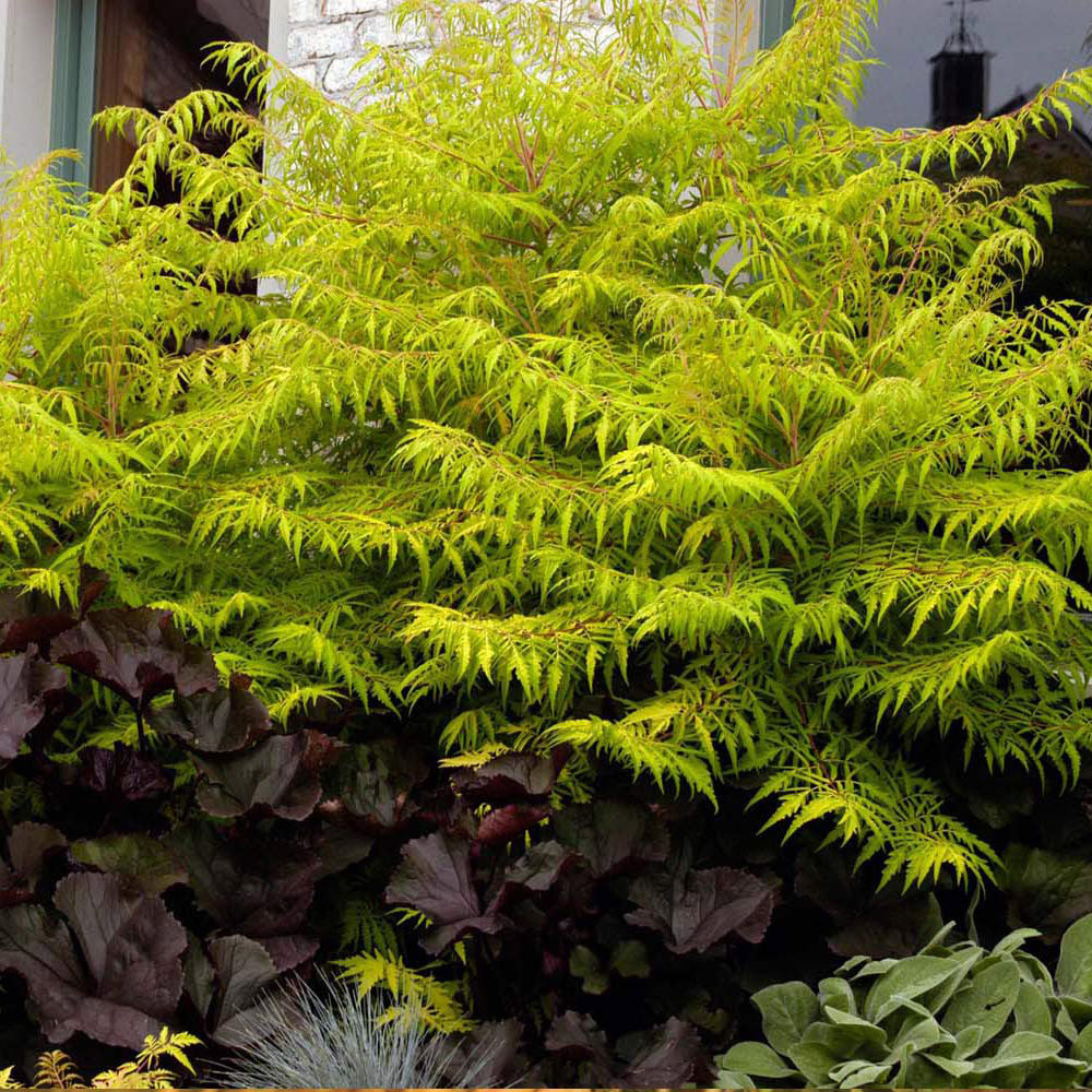 Thompson and Morgan Rhus Typhina Tiger Eyes Plant Pot 3.6L Image 3