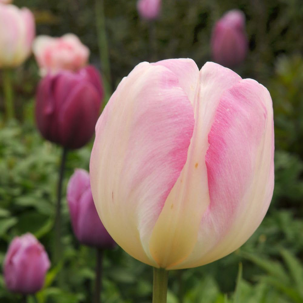 Thompson and Morgan Tulip Angelique Planting Bulb 8 Pack Image 4