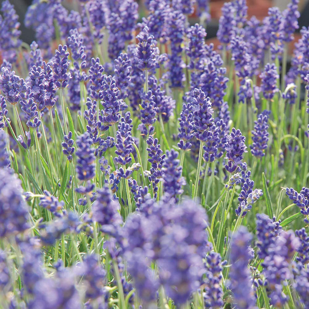 Thompson & Morgan Lavender Duo Hidcote and Munstead Plug Plant 72 Pack Image 5