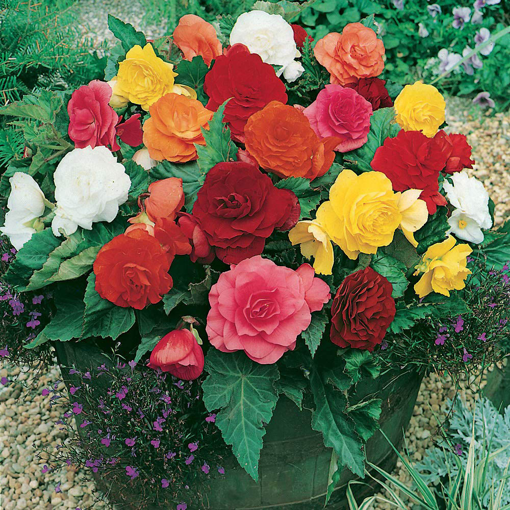 Thompson & Morgan Begonia Double Flowered Mixed Tuber 10 Pack Image 2