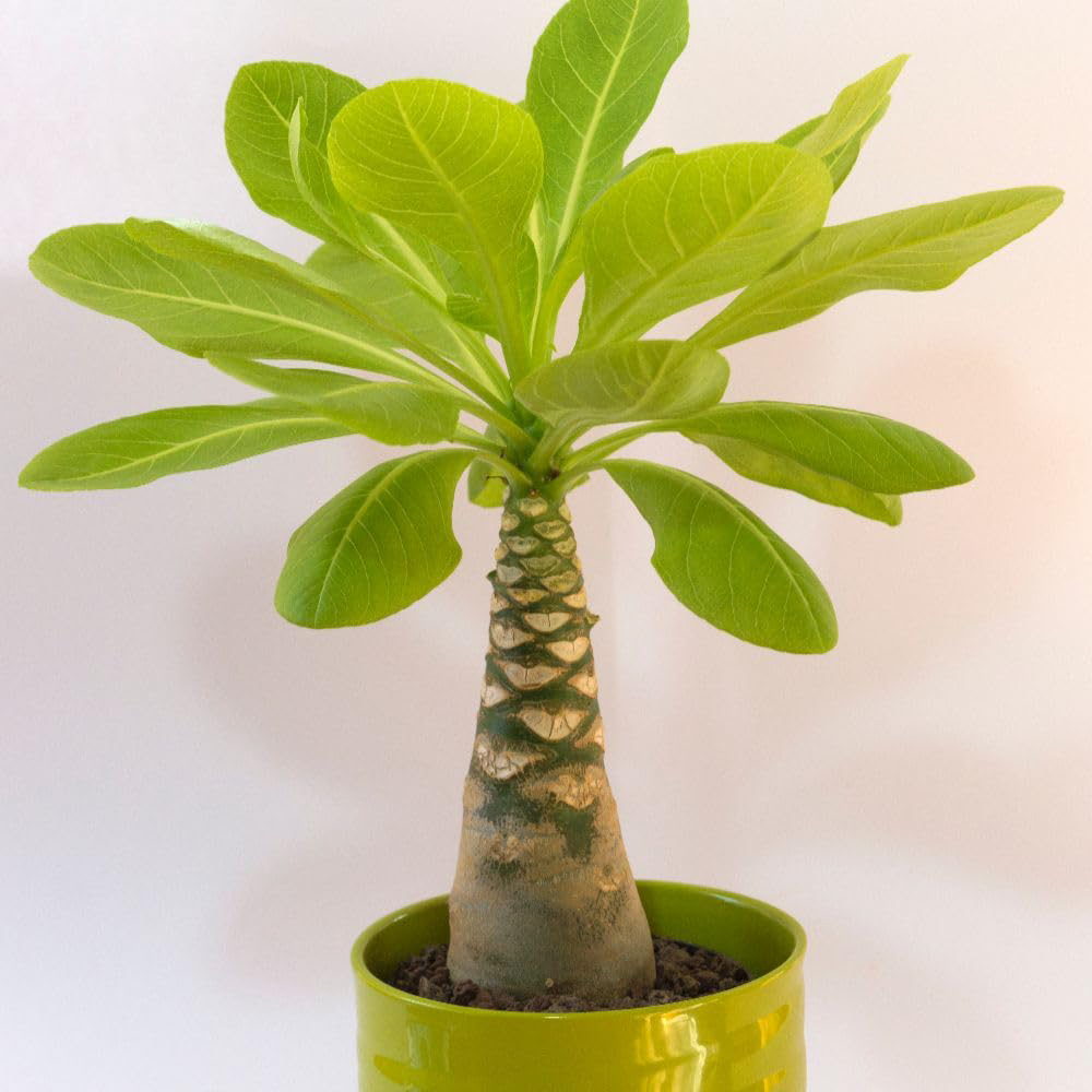 Thompson & Morgan Brighamia Insignis Hawaiian Palm Plant 12cm 2 Pack Image 3