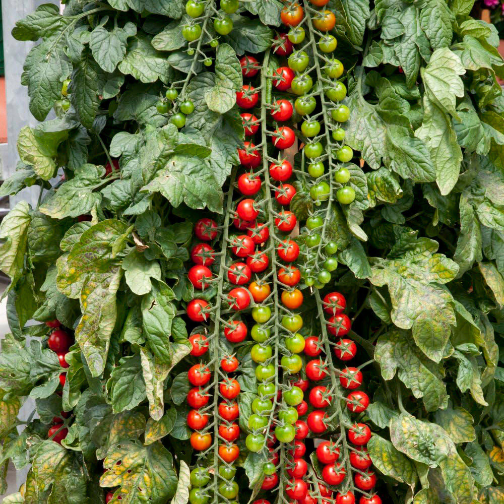 Thompson & Morgan Tomato Rapunzel Seeds Image 1