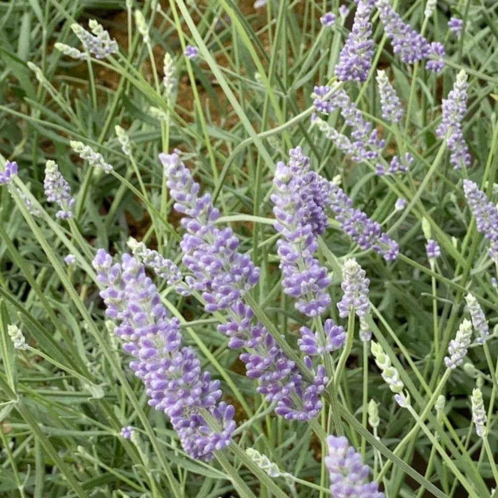 Thompson & Morgan Lavandula Intermedia Anniversary Bouquet Plant Pot 3L Image 2