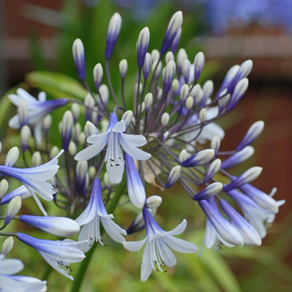 Thompson and Morgan Agapanthus Africanus Twister Plant Pot 3.6L Image 4