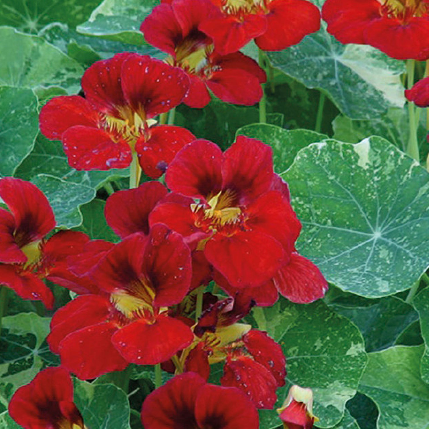 Johnsons Nasturtium Red Troika Flower Seeds Image 1