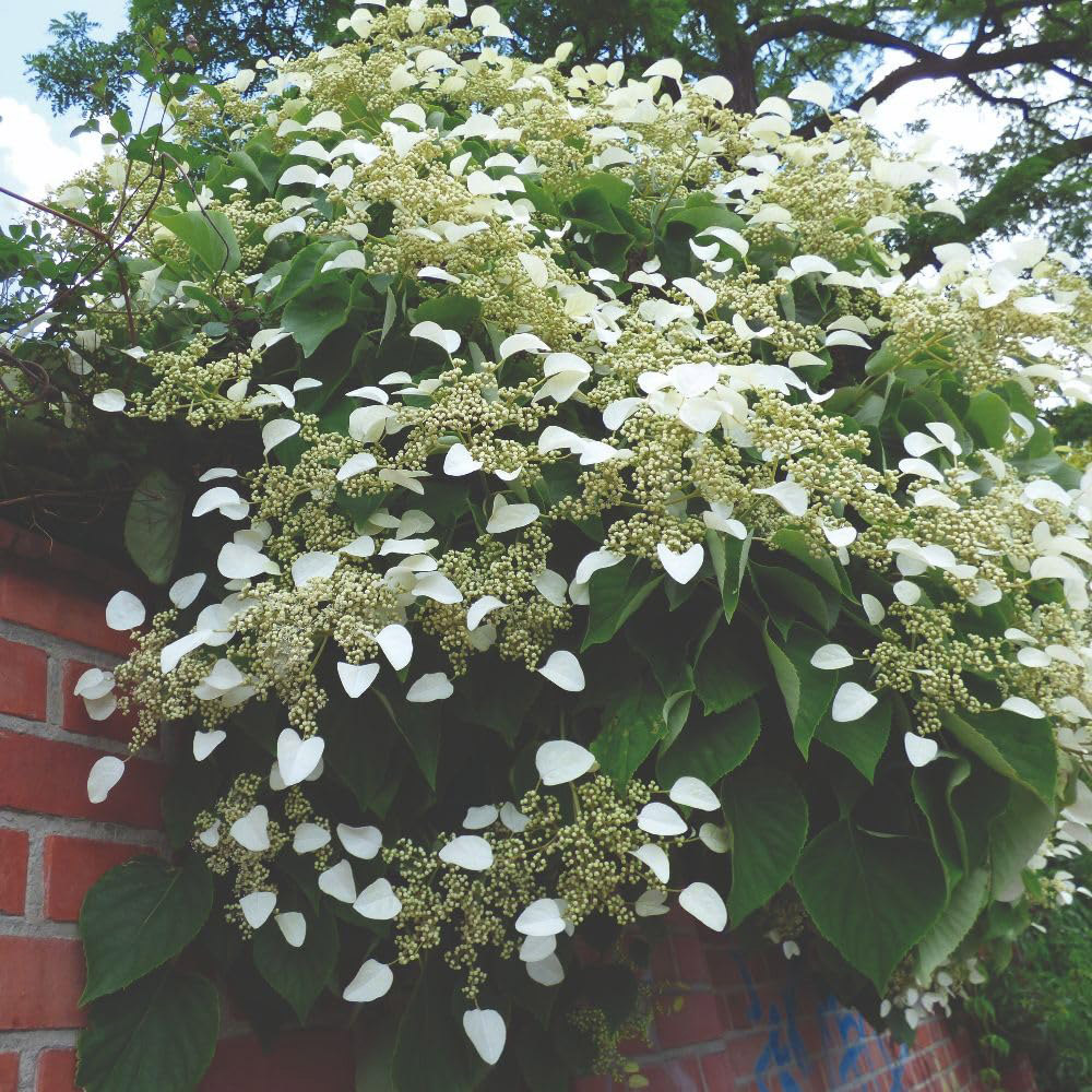 Thompson and Morgan Hydrangea Anomala Petiolaris Plant in Pot 18L Image 5