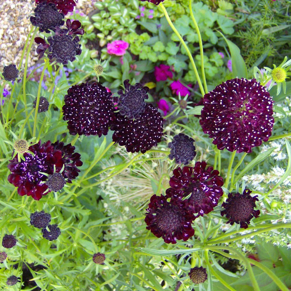 Thompson and Morgan Scabious Ace of Spades 99P Finished Seed Packet Image 2