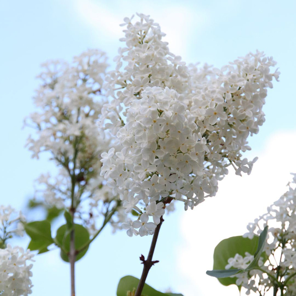 Thompson and Morgan Syringa Vulgaris Mme Florent Stepman Plant in Pot 12L Image 2
