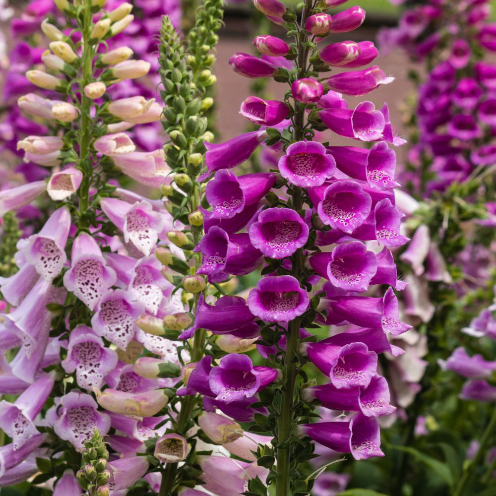 Thompson and Morgan Foxglove Digitalis Dalmatian Mixed Plant Plug 72 Pack Image 3