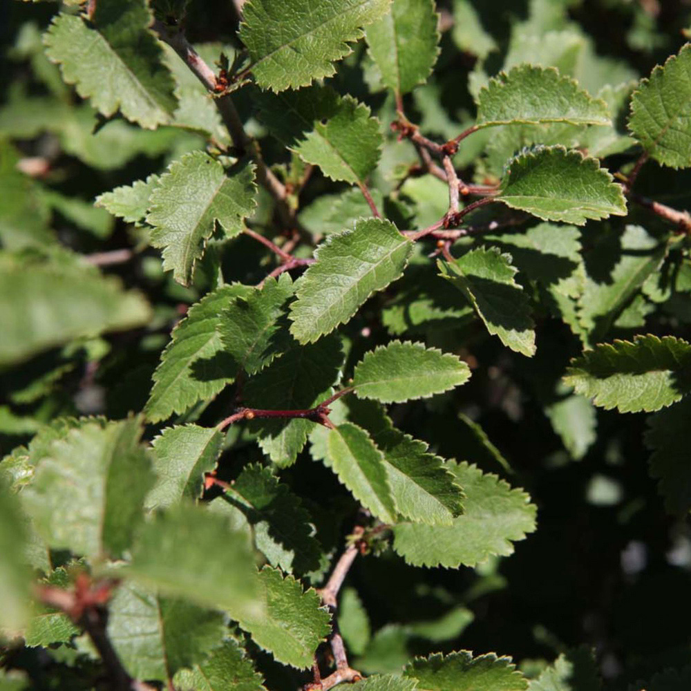 Thompson and Morgan Prunus Incisa Kojo-No-Mai Plant Pot 3.6L Image 5