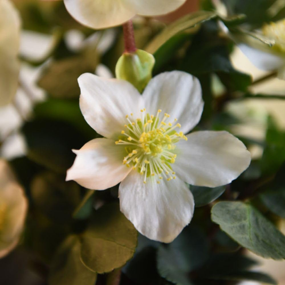 Thompson and Morgan Christmas Gift Helleborus Christmas Carol Plant Pot 12cm 3 Pack Image 2