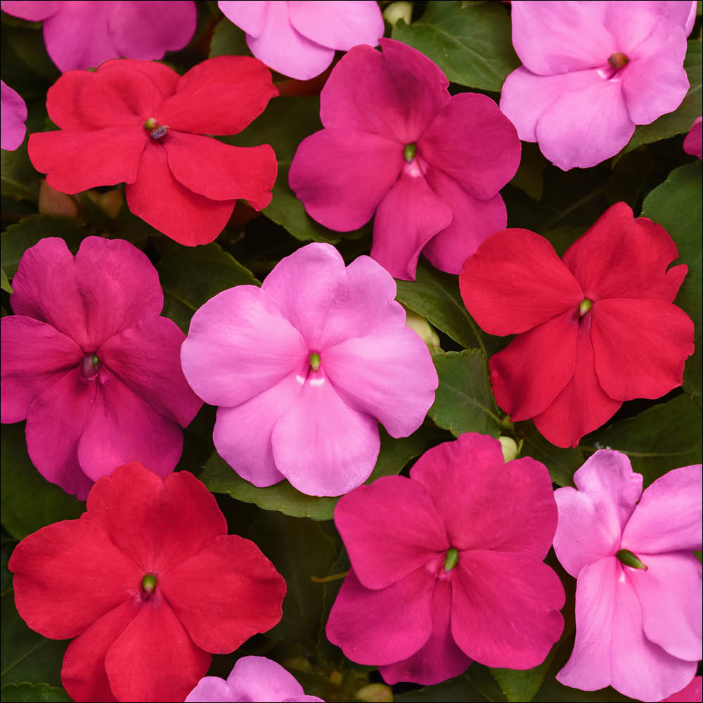 YouGarden Busy Lizzie Beacon Raspberry Garden Ready Plant 20 Pack Image 1