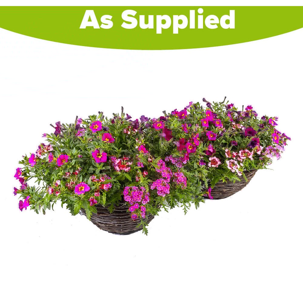 YouGarden Preplanted Eton Mess Rattan Hanging Basket 35cm 2 Pack Image 3