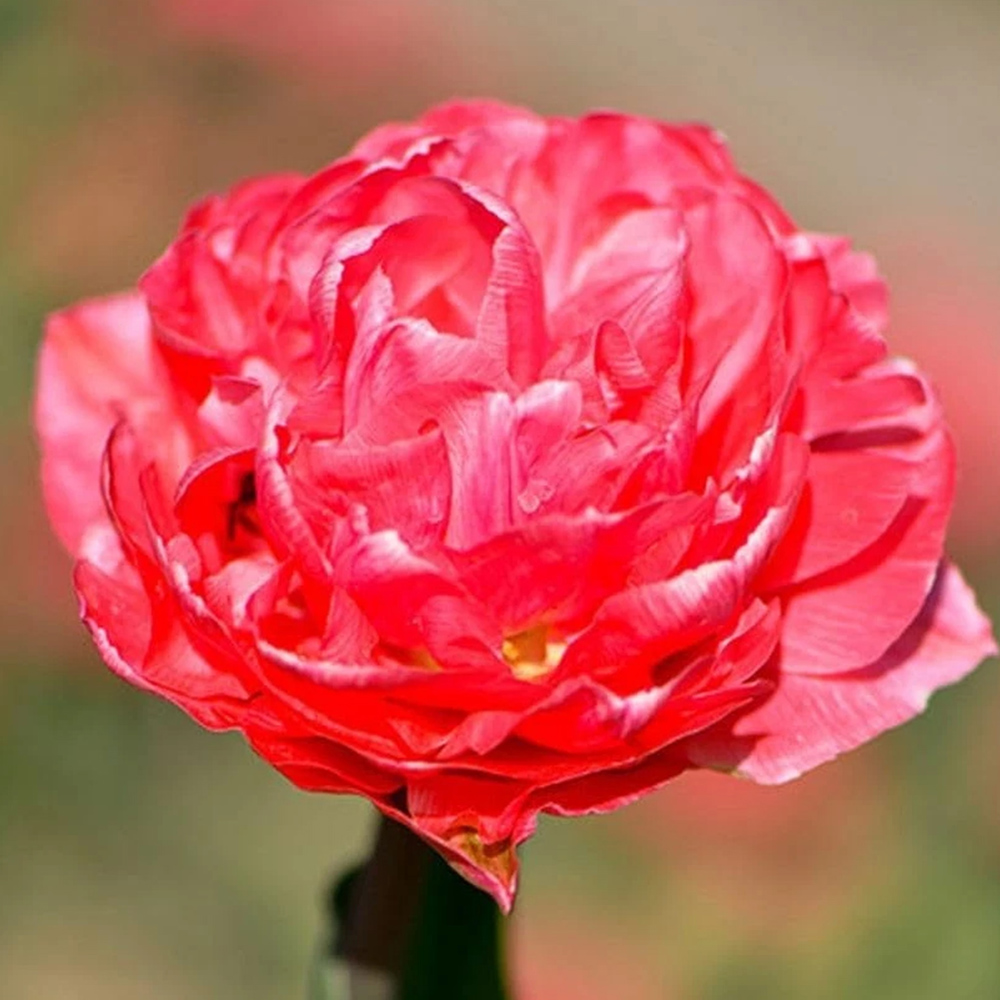 Thompson and Morgan Tulip Taiwan Planting Bulb 8 Pack Image 1