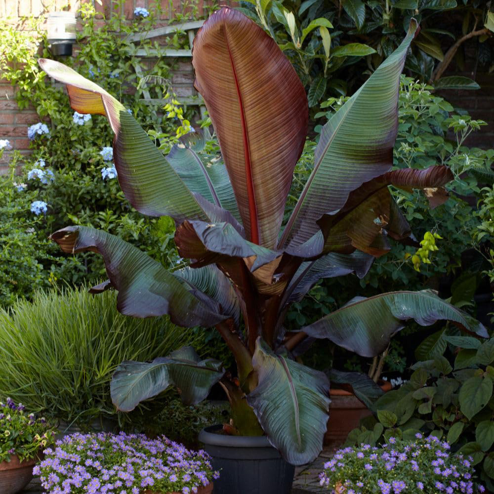 Thompson and Morgan Ensete Ventricosum Maurelii Plant Pot 4.5L Image 1