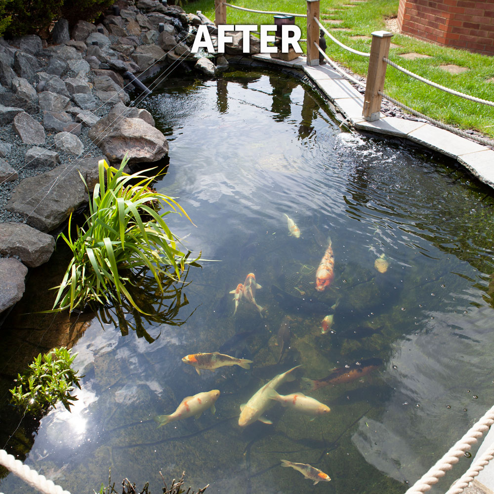 Blooming Fast Pond Clear Medium Image 3