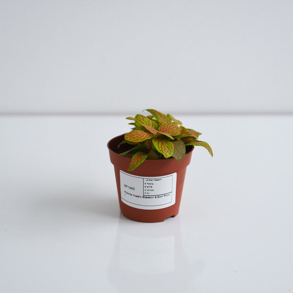 Thompson and Morgan Fittonia Mosaic Skeleton Plant Pot 8.5cm Image 3