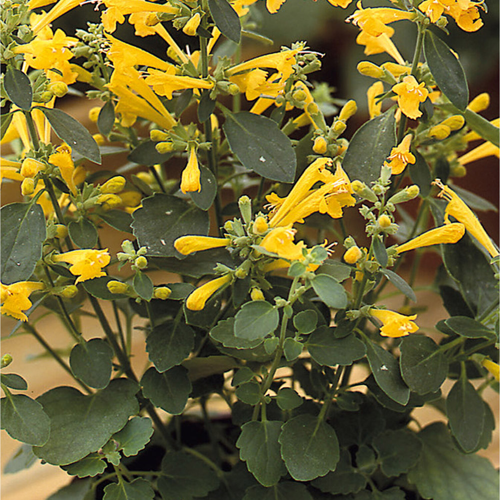 Pack of Agastache Sunset Yellow Perennial Plant Seeds Image 2