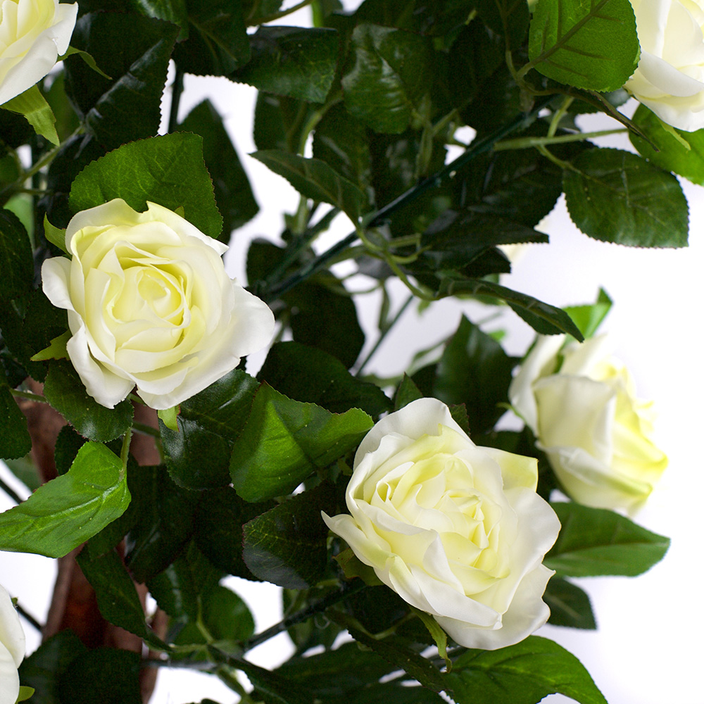 4ft White Rose Plant Image 2