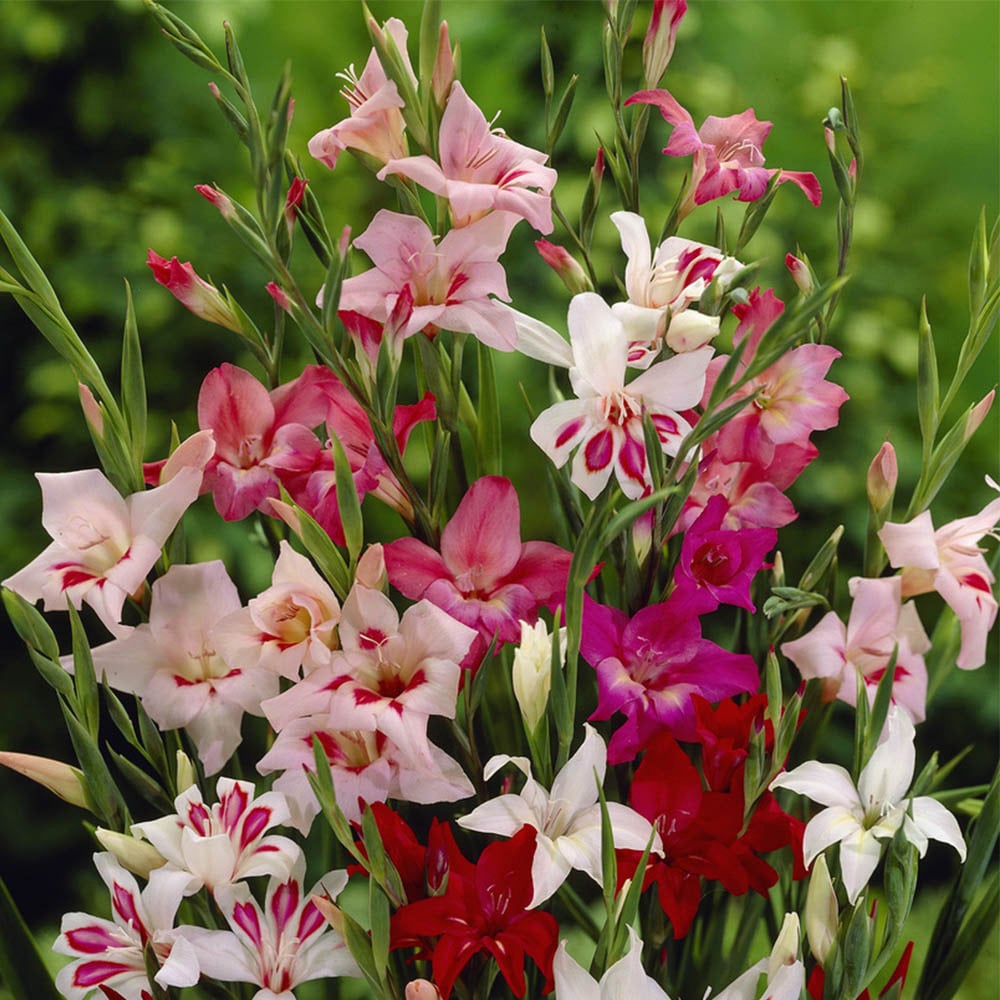 wilko Gladiolus Nanus Lipstick Planting Bulb 60 Pack Image