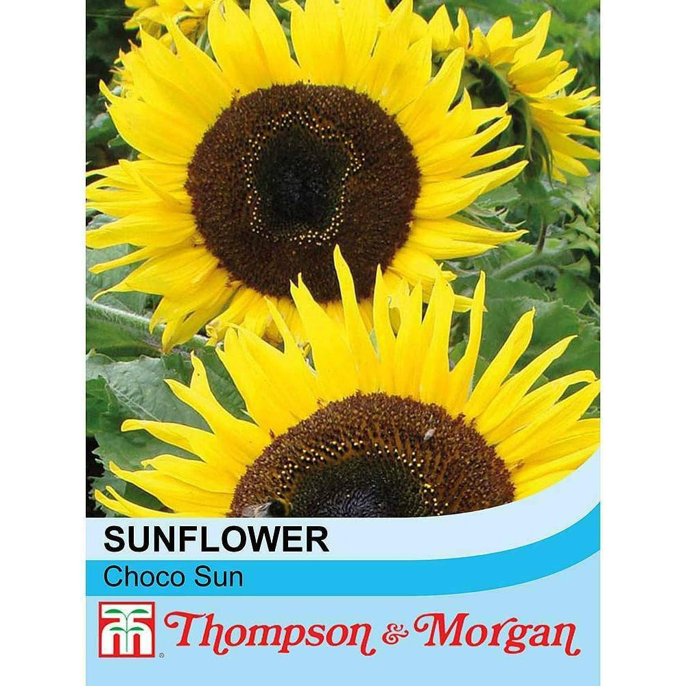 Thompson & Morgan Sunflower Choco Sun 10 Seeds Packet Image 2