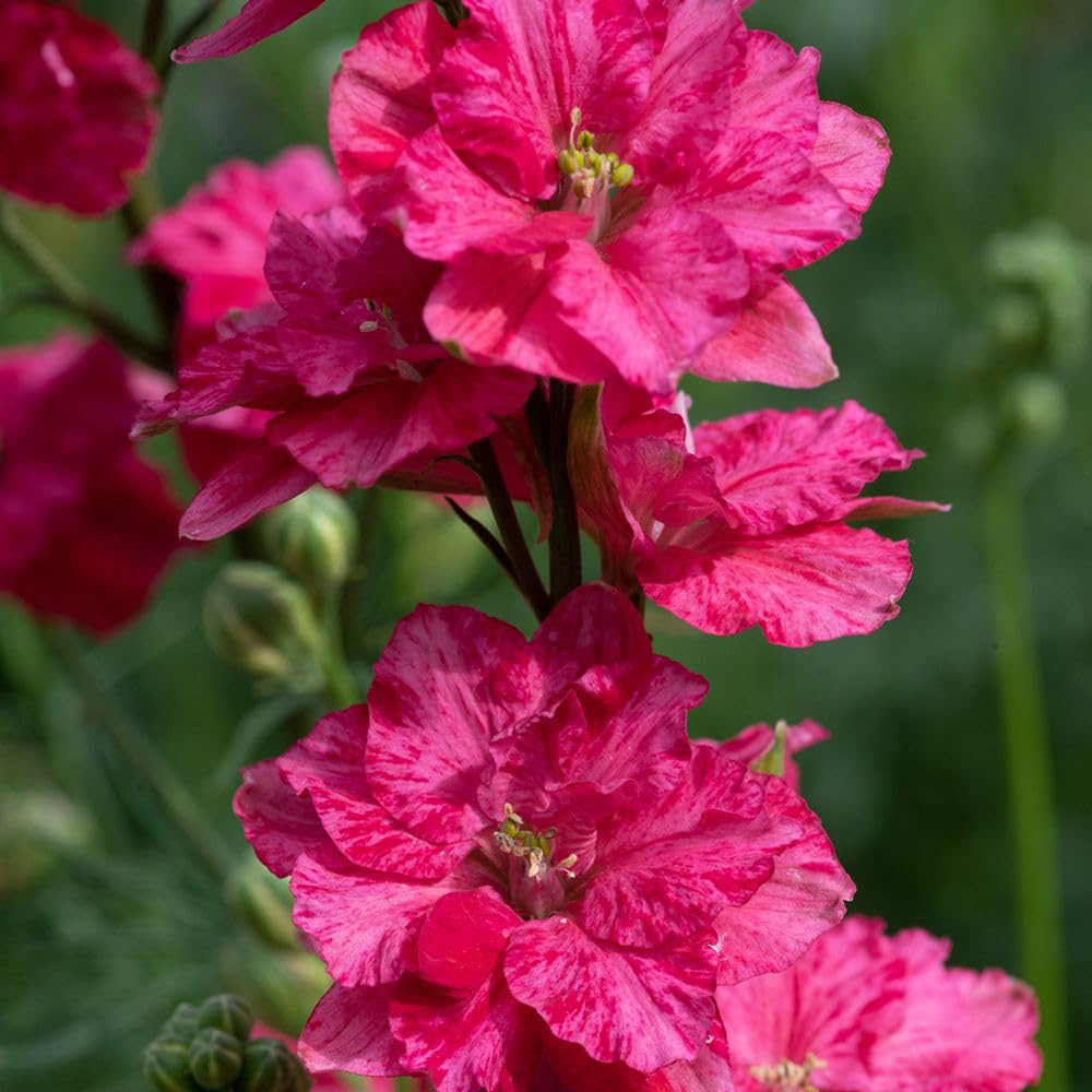 Thompson and Morgan King Size Scarlet Plant Plug 48 Pack Image 1