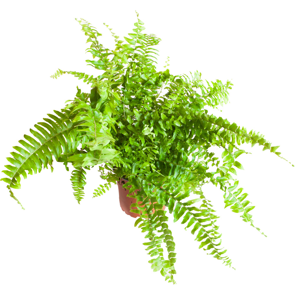 YouGarden Boston Fern with White Pot Cover Image 2