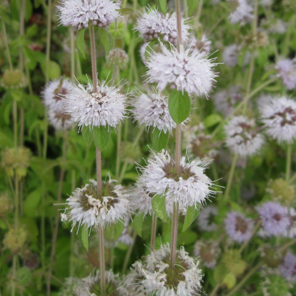 Thompson and Morgan Mentha Pulegium Plant Pot 1L 3 Pack Image 2